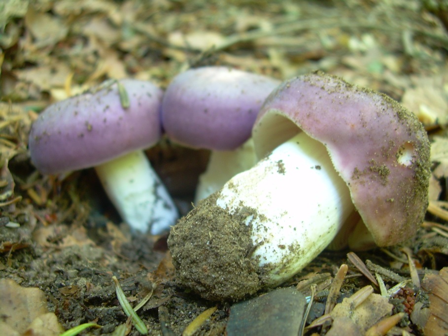 Casentino: qualcosa c�....