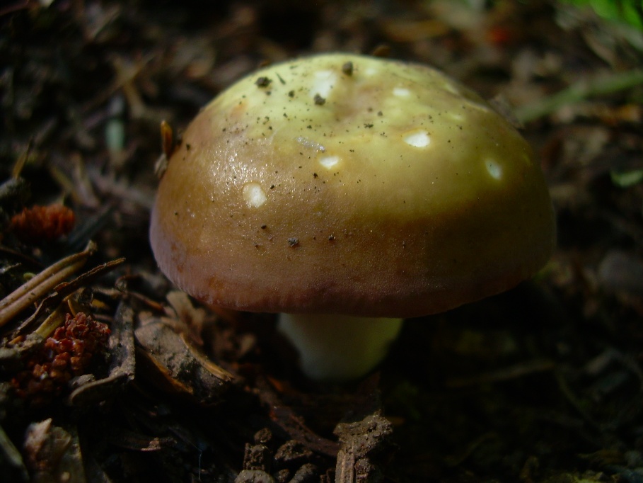 Casentino: qualcosa c�....