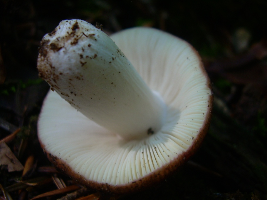 Casentino: qualcosa c�....