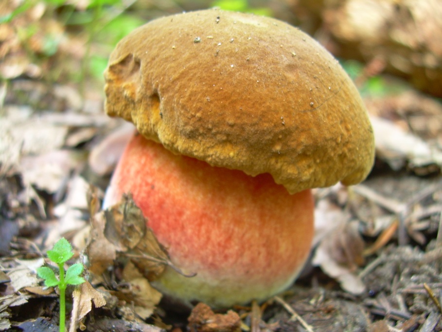 Casentino: qualcosa c�....