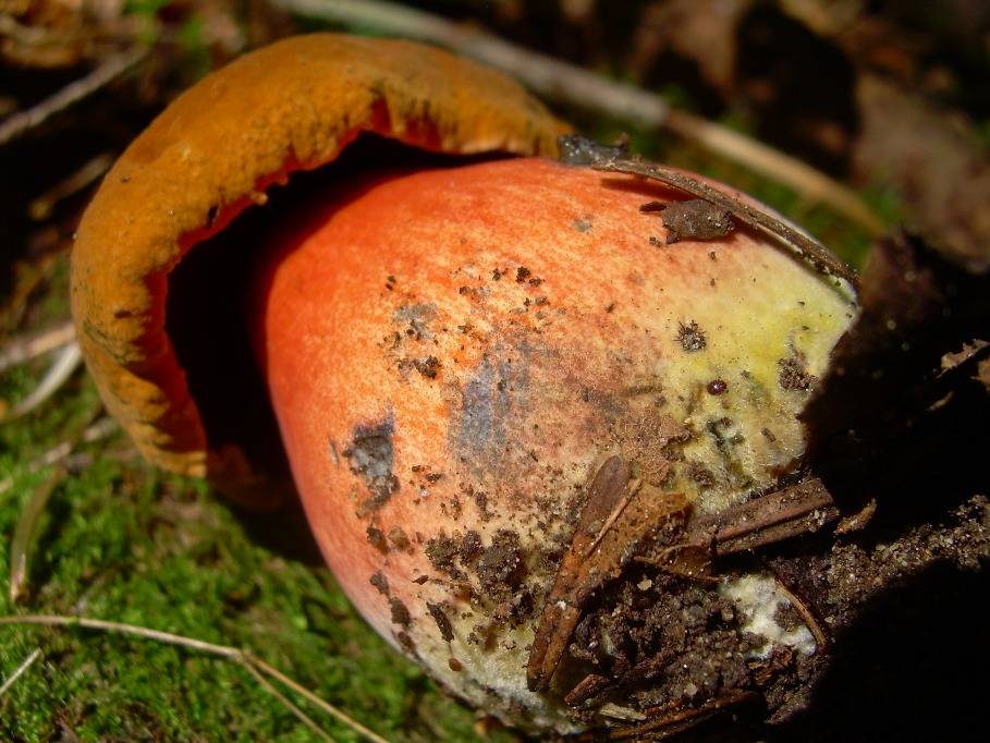 Casentino: qualcosa c�....