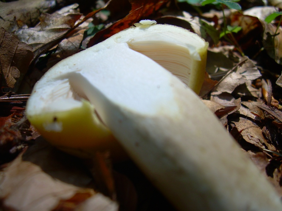 Casentino: qualcosa c�....