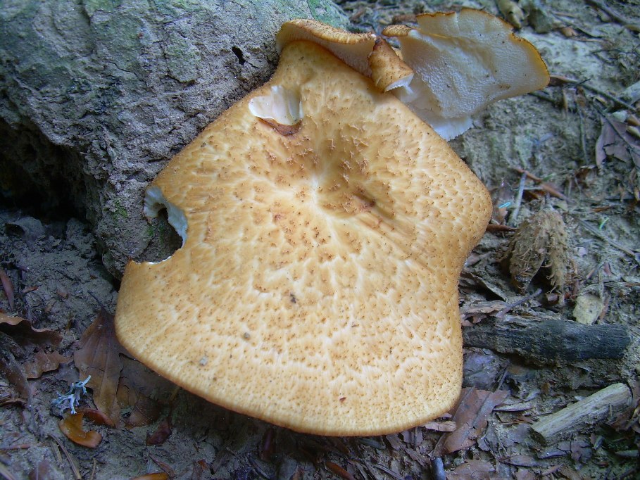 Casentino: qualcosa c�....