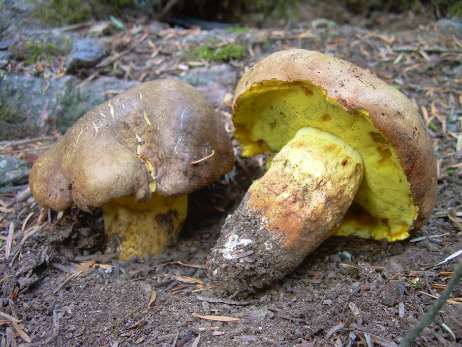 Casentino: qualcosa c�....