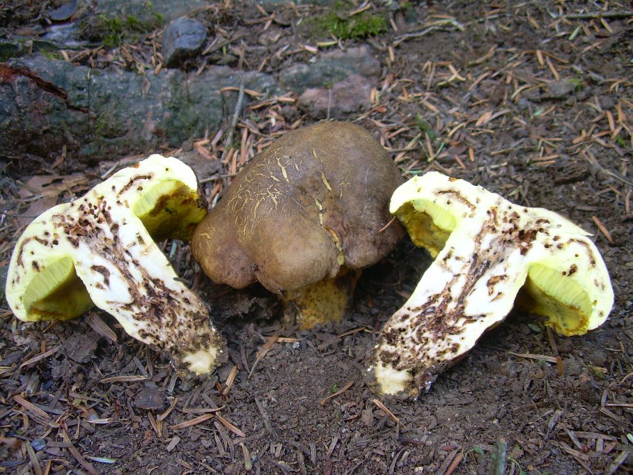 Casentino: qualcosa c�....