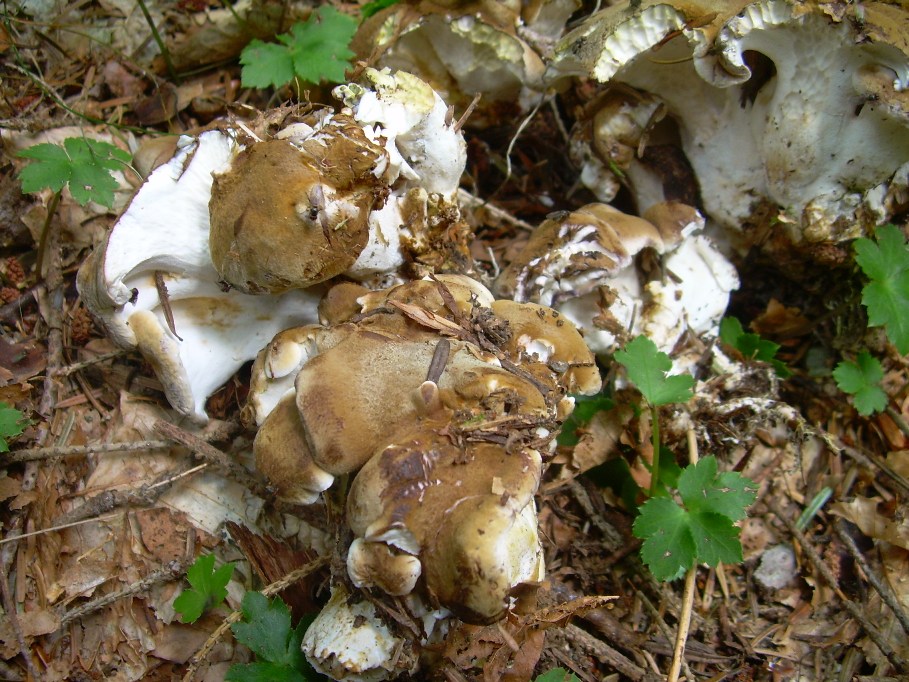 Casentino: qualcosa c�....