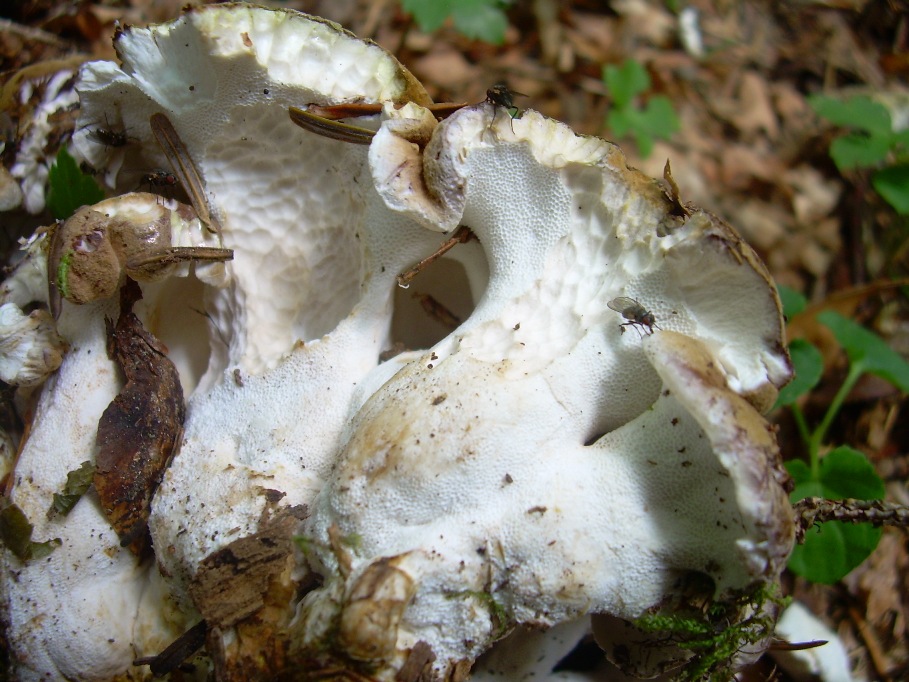 Casentino: qualcosa c�....