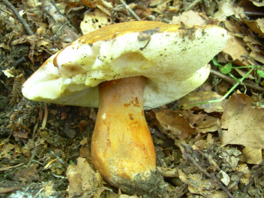 Casentino: qualcosa c�....