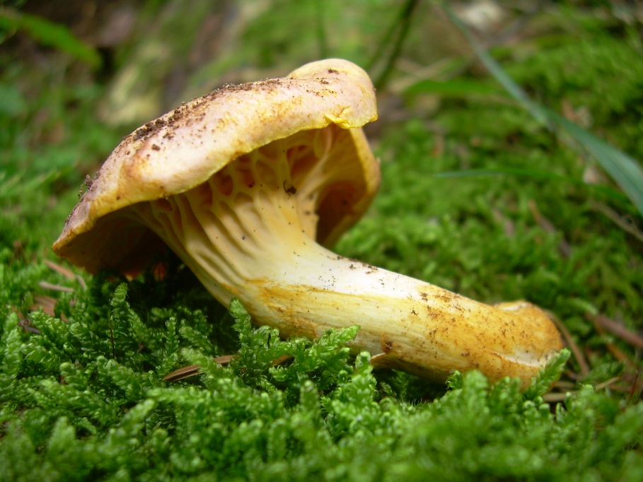 Casentino: qualcosa c�....