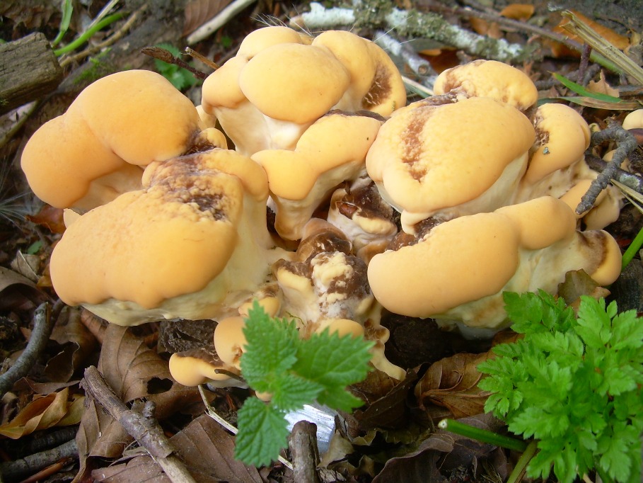 Casentino: qualcosa c�....