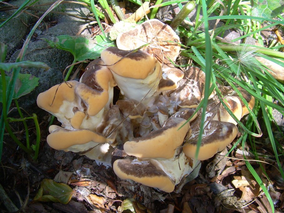 Casentino: qualcosa c�....