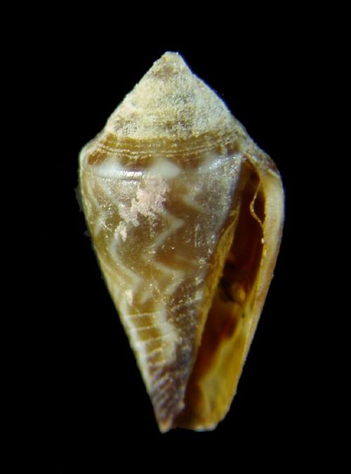 juvenil de Conus mediterraneus ?