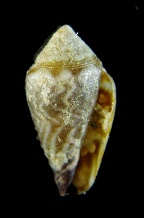 juvenil de Conus mediterraneus ?