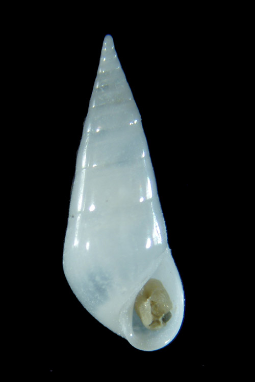 Ustica 8m (Melanella 11-2455)