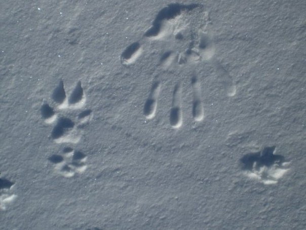 Lupo nelle Alpi