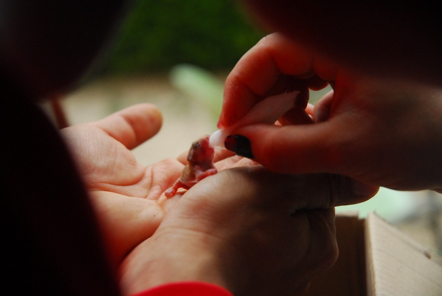 piccoli di moscardino caduti dal nido