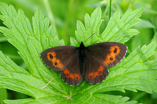 Riconoscimento - M. diamina, Erebia ligea