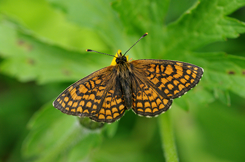 Riconoscimento - M. diamina, Erebia ligea