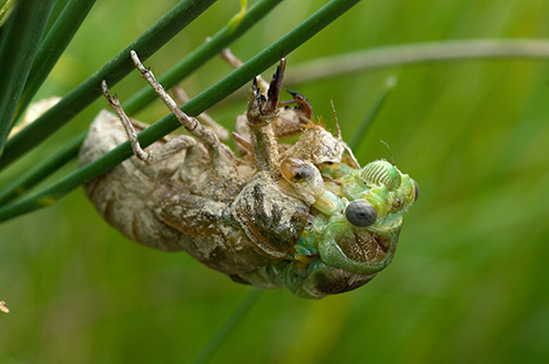 Sfarfallamento cicale: Lyristes plebejus e Cicadidae sp.