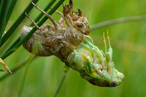 Sfarfallamento cicale: Lyristes plebejus e Cicadidae sp.