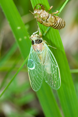 Sfarfallamento cicale: Lyristes plebejus e Cicadidae sp.