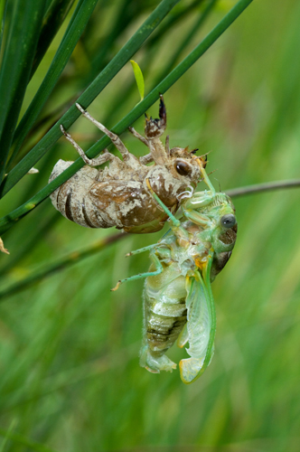 Sfarfallamento cicale: Lyristes plebejus e Cicadidae sp.