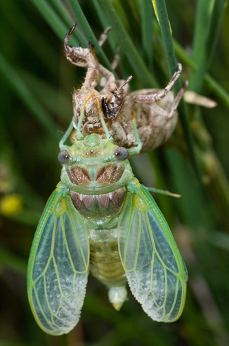 Sfarfallamento cicale: Lyristes plebejus e Cicadidae sp.