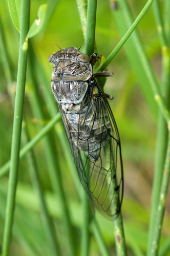 Sfarfallamento cicale: Lyristes plebejus e Cicadidae sp.