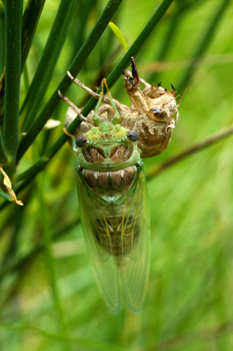 Sfarfallamento cicale: Lyristes plebejus e Cicadidae sp.