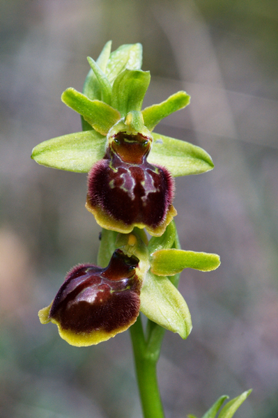 Ophrys