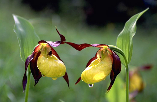 Cypripedium calceolus nuova stagione