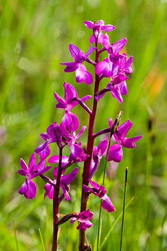 Orchis Palustris