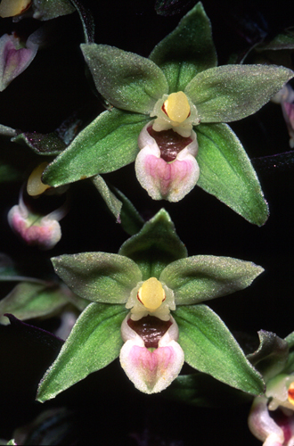 Epipactis purpurata