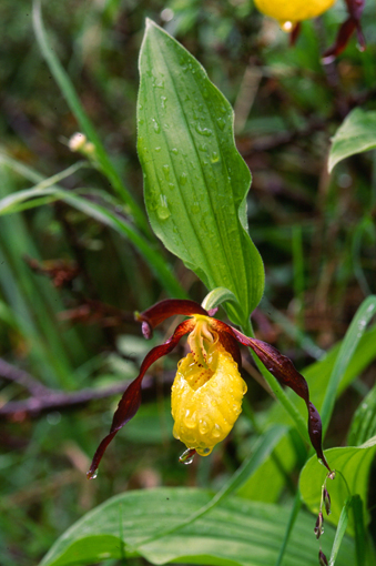 Cypripedium calceolus nuova stagione