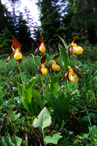 Cypripedium calceolus nuova stagione