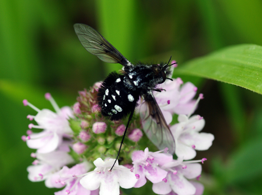 Bombylella atra