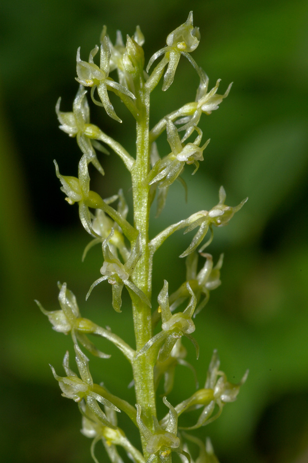 Microstylis monophyllos