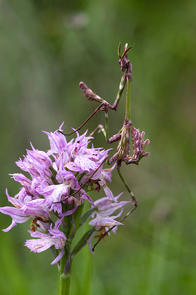 Tridentata con alieno (Empusa pennata del colore del fiore)