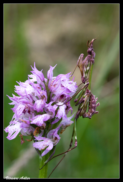Tridentata con alieno (Empusa pennata del colore del fiore)