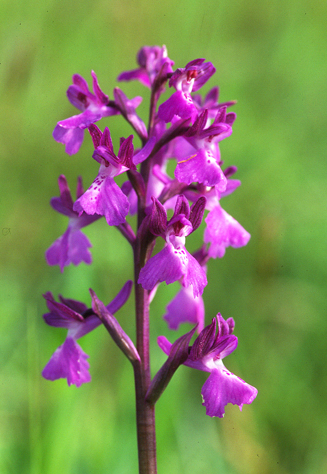 Orchis morio x Orchis laxiflora ?