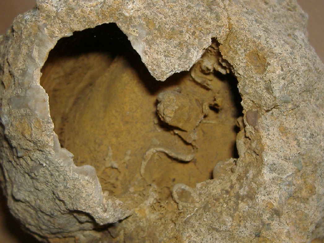 Spondylus crassicosta (Lamarck, 1819) - Pliocene - toscana