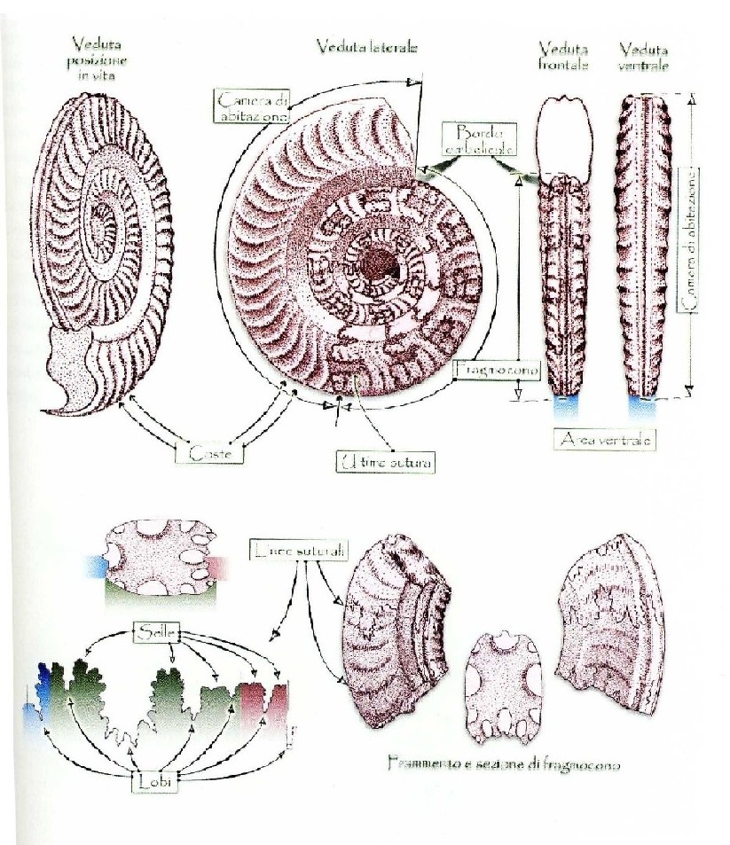 Fossili...abbandonati a Milano