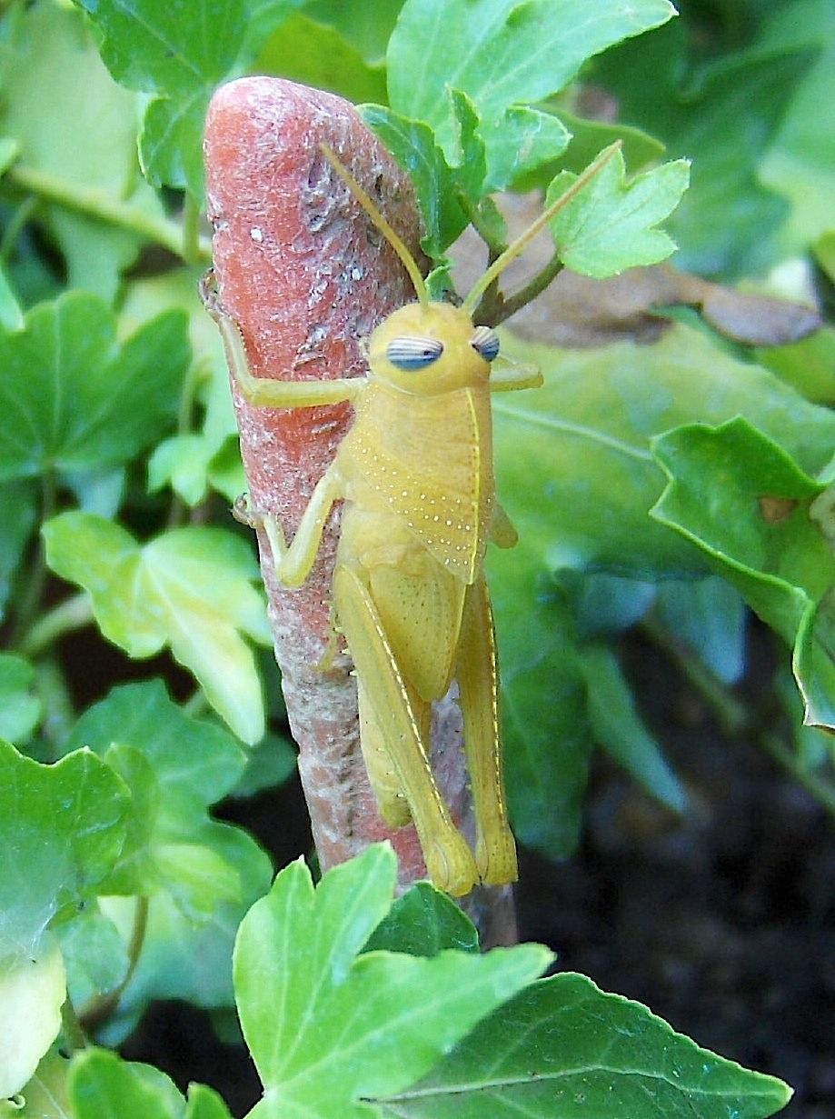 Cavalletta gialla: ninfa di Anacridium aegyptium