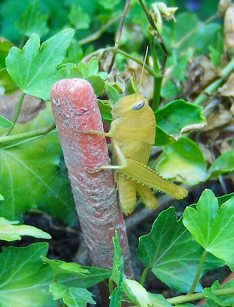 Cavalletta gialla: ninfa di Anacridium aegyptium