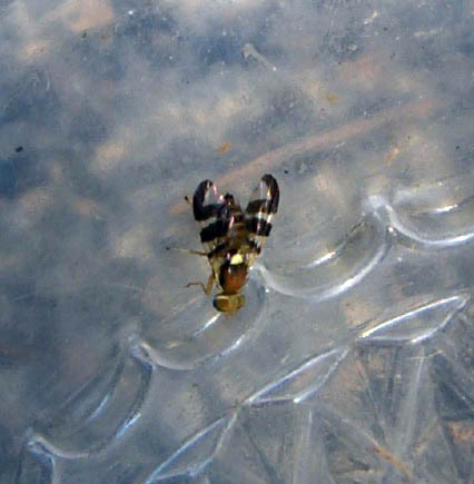 Dittero Tephritidae: Rhagoletis cerasi