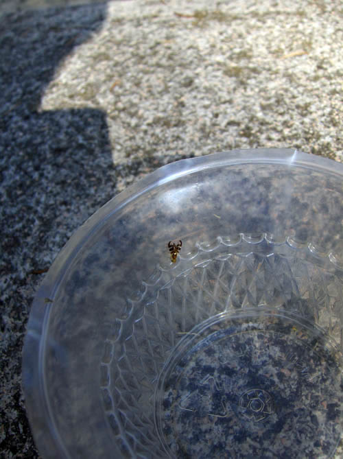 Dittero Tephritidae: Rhagoletis cerasi