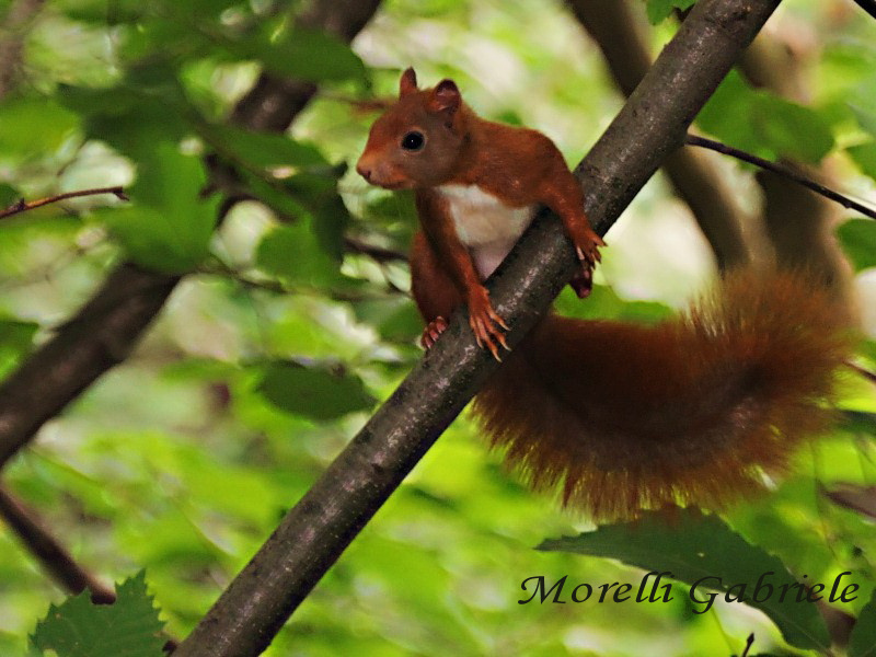 Sciurus vulgaris - Lombardia