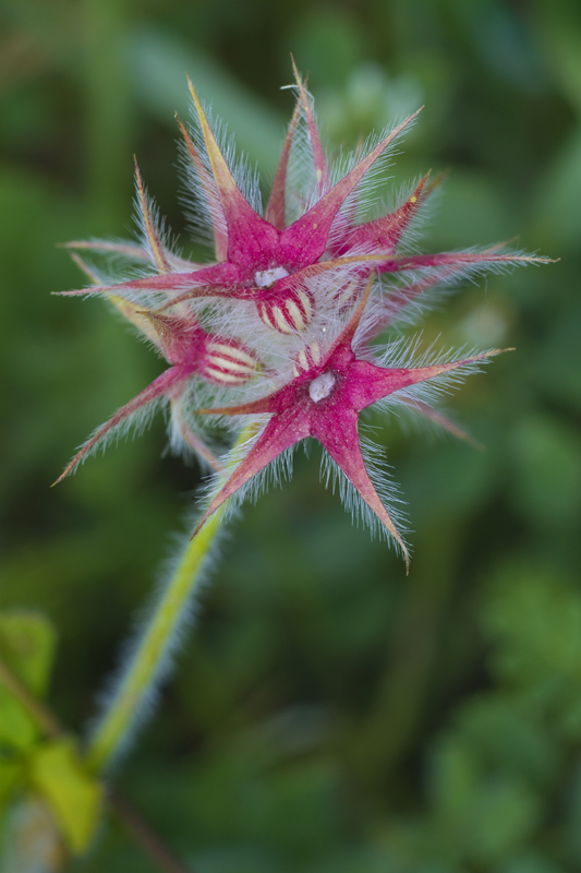 Trifolium stellatum