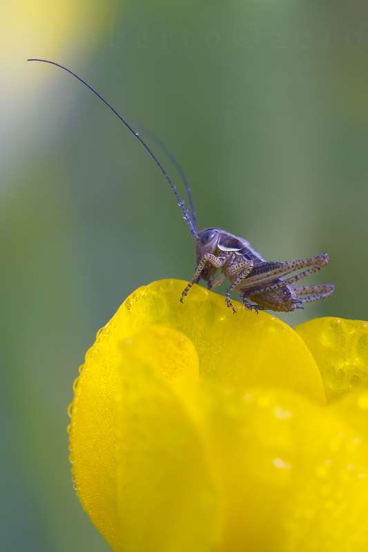 Identificazione