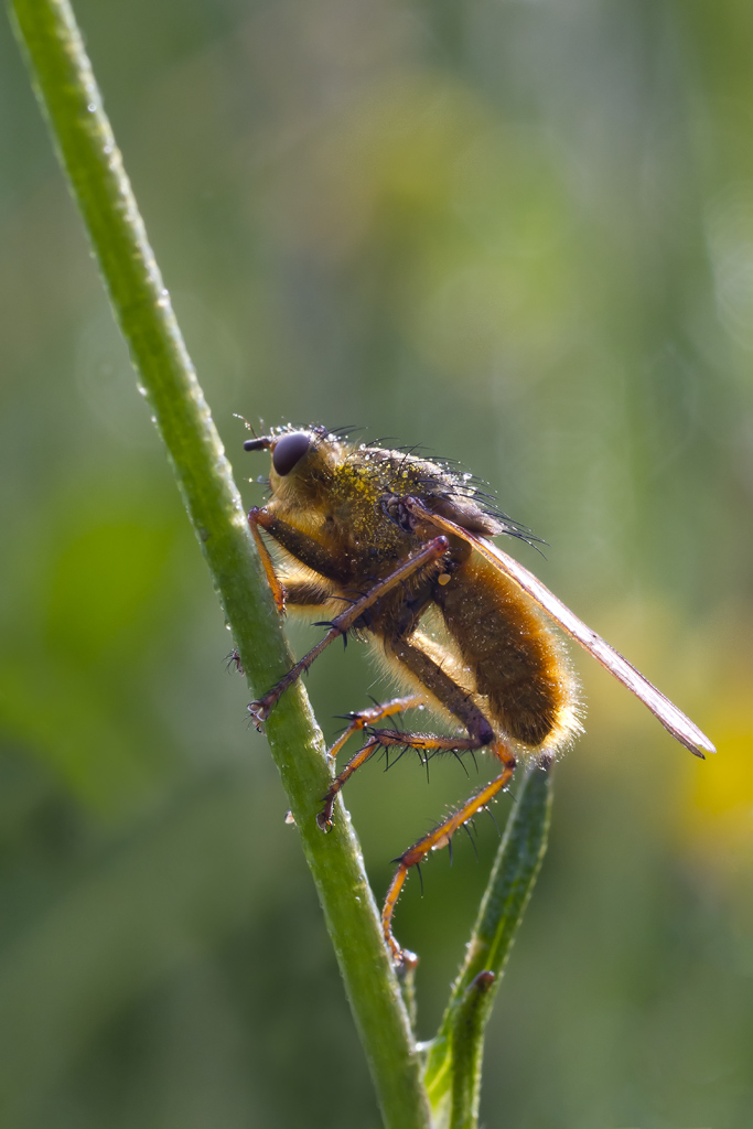 Maschio di Scathophaga stercoraria